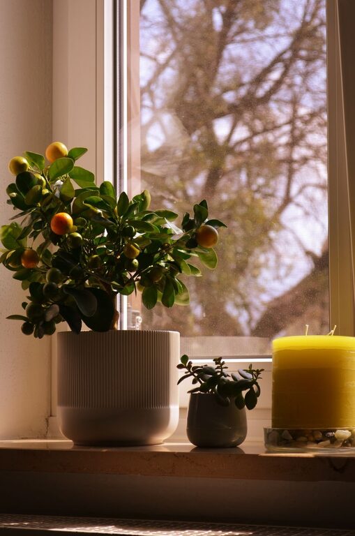 How to Refresh Your Home with Plants: A Simple Green Makeover